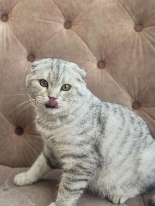 Mushuk sotiladi Shinshila