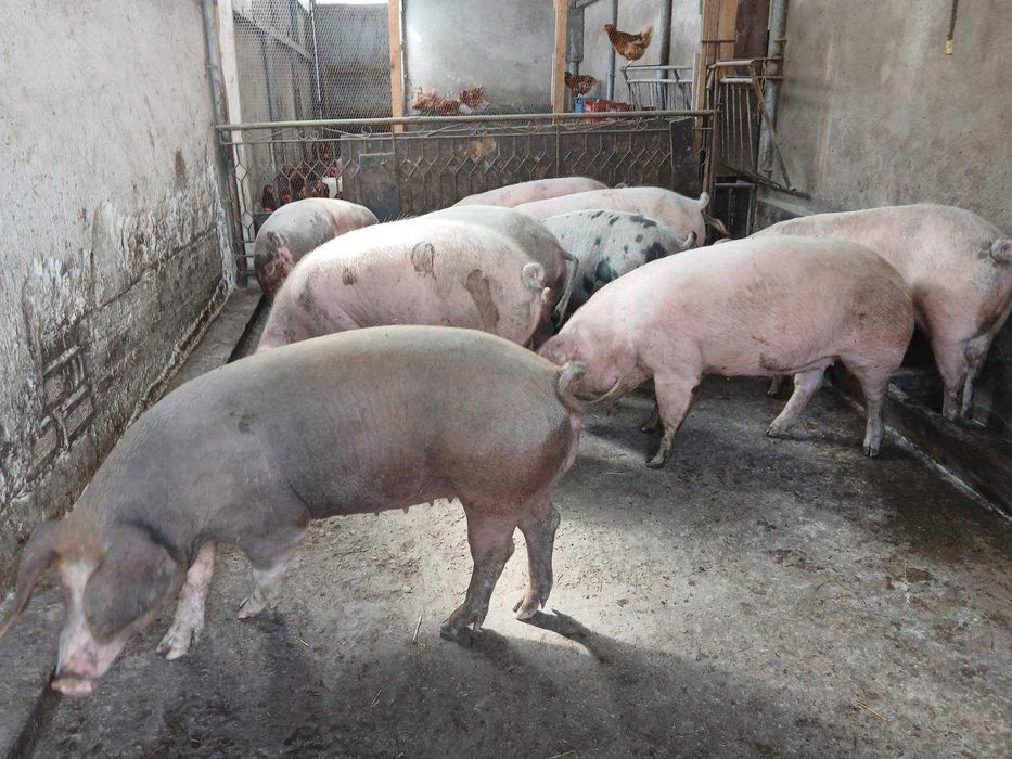 Продавам БИО прасета за клане или домазлък