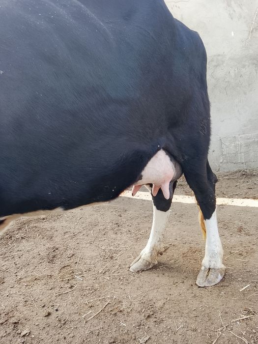 Сауын бузаулы сиырлар сатылады.