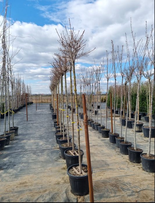 Vindem tei mirositor de floare de mai multe dimensiuni oriunde in tara