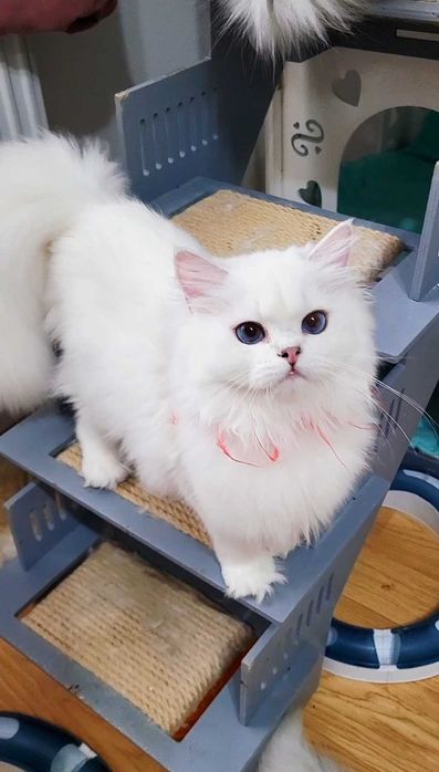 Fetita british longhair din parinti Campioni Mondiali, ochi albaștri