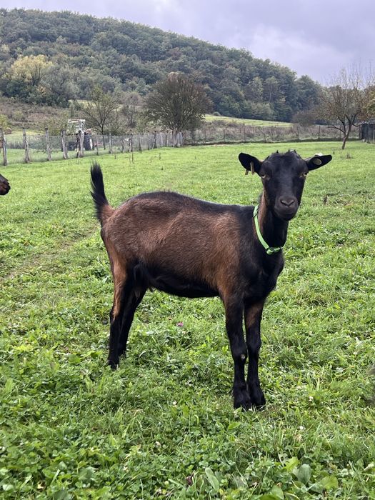 Capre gestante rasa alpina franceza