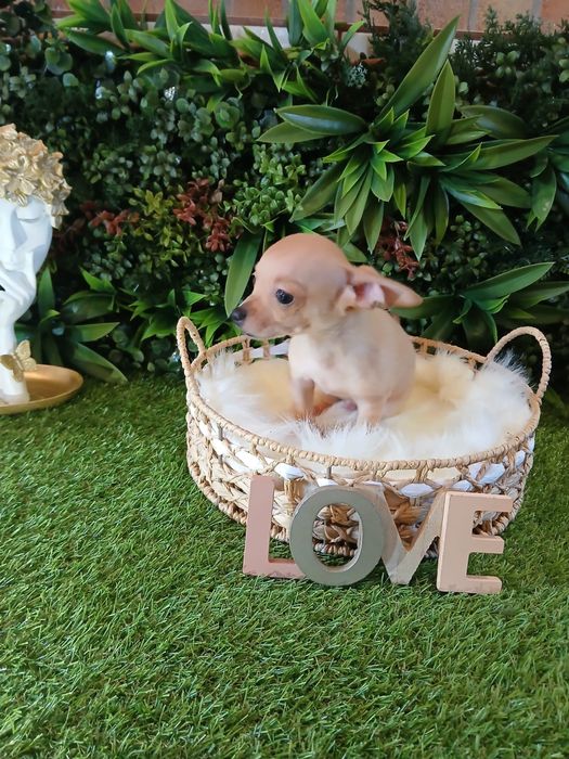 Chihuahua- 2 luni - Carnet de sanatate