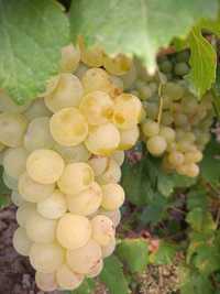 Struguri de vin producție 2023 livram oriunde în țară