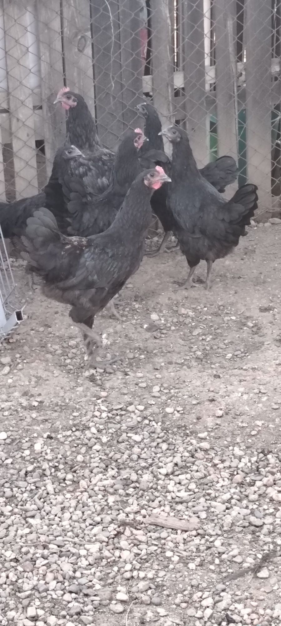Australorp rasă pură