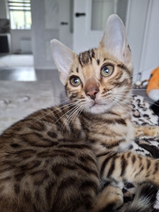 Продам британского котенка