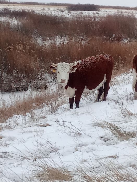Жас Сиырлар сатам