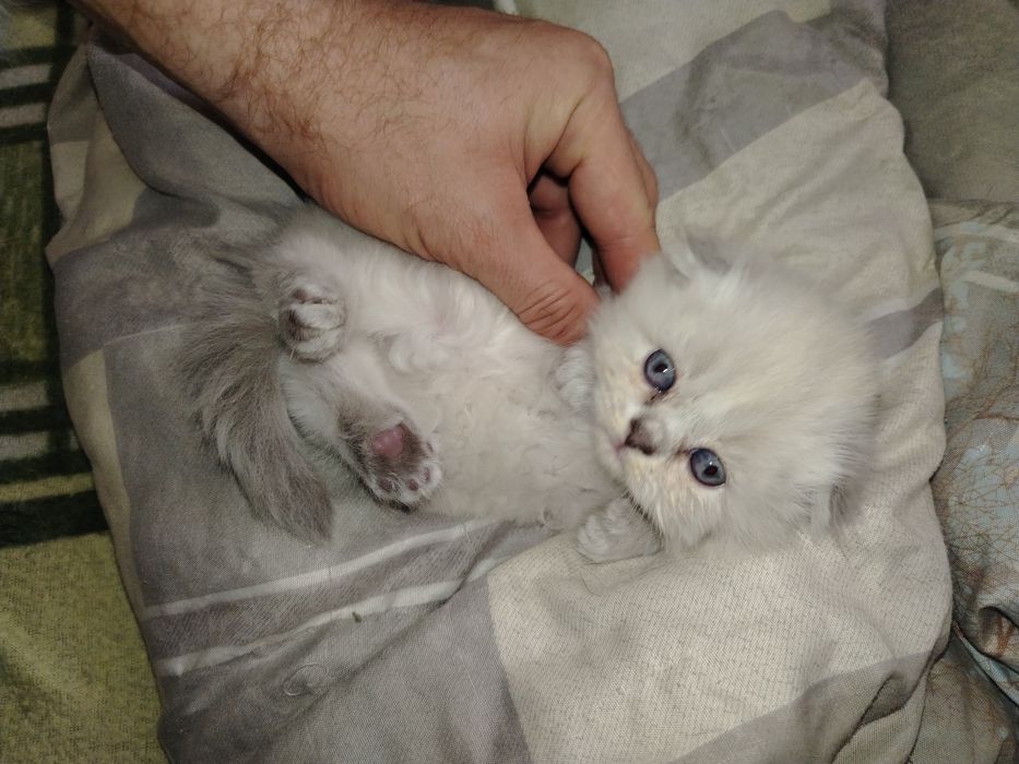 Продаются котята, от правильной вязки.