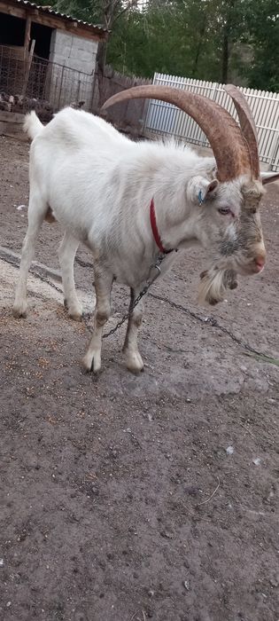 Țap origine sannen și ieduta