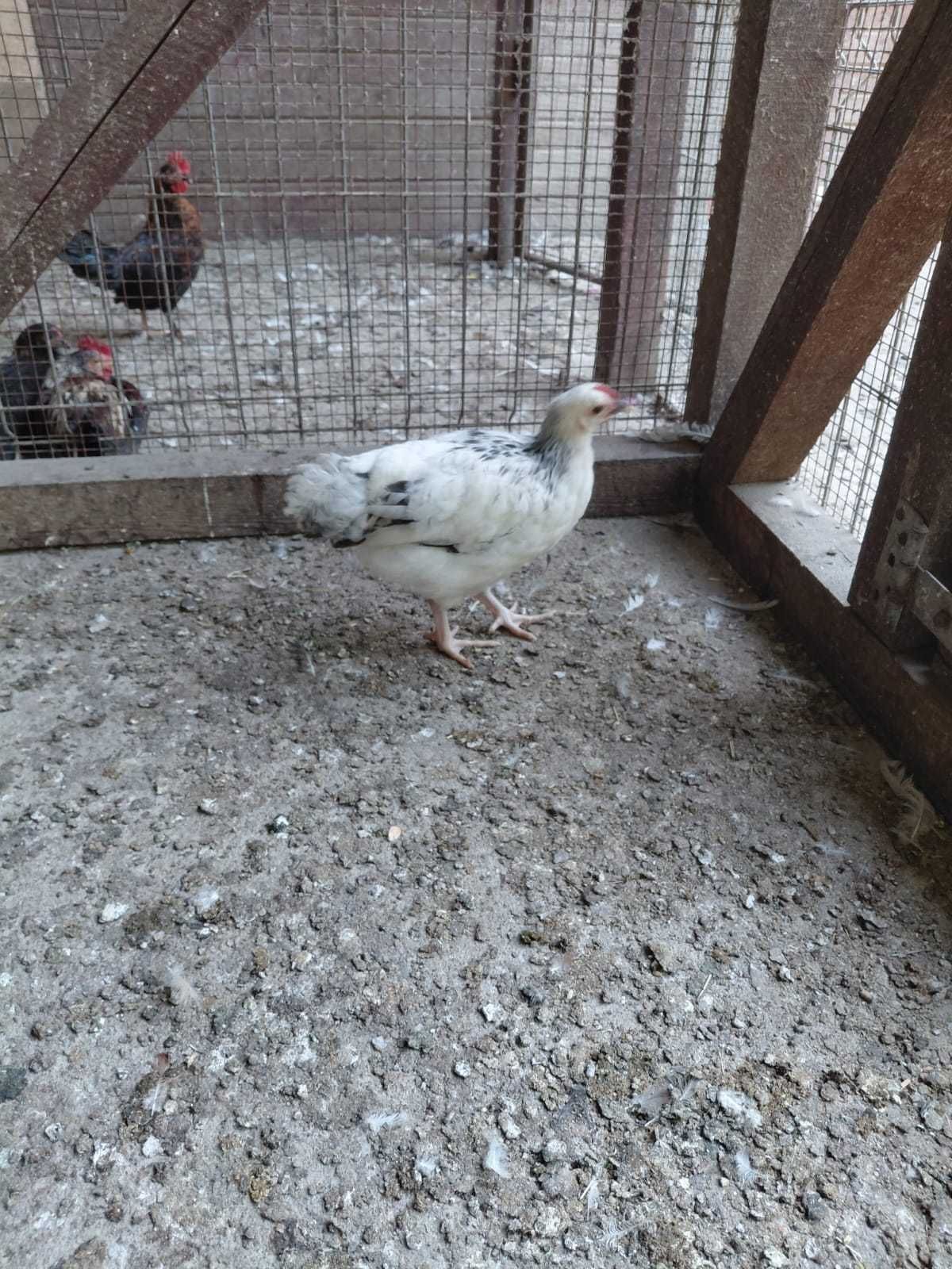 pui găina rasa susex