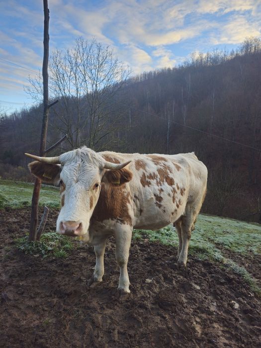 Vaca gestanta in 5 luni