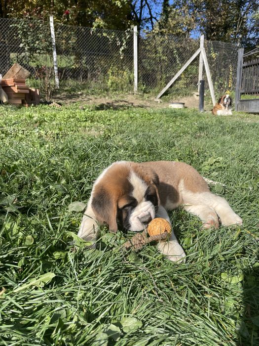 Femela Saint Bernard cu pedigree - par scurt