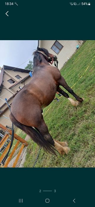 De vânzare cal castrat