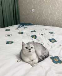 Продаётся кошка Серебристая Шиншилла привозная с родословной