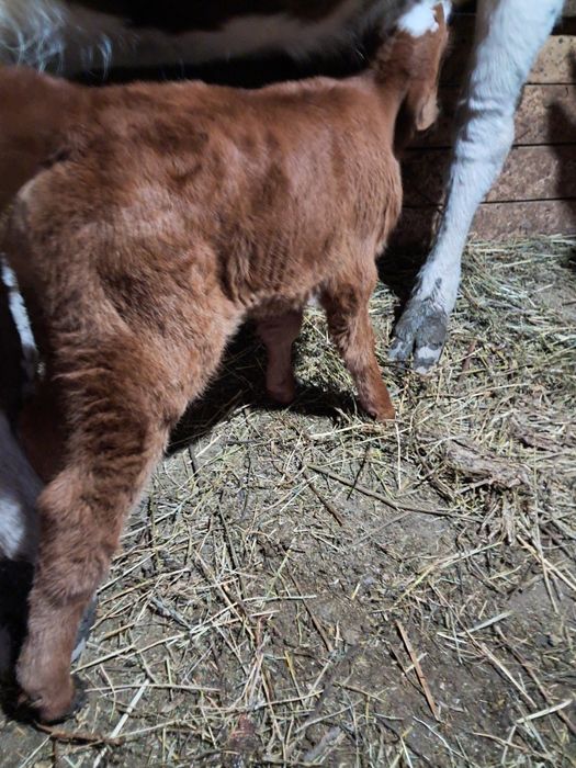 Vând vita din monta angus