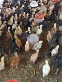 Găini și puii rasă mixtă de vânzare
