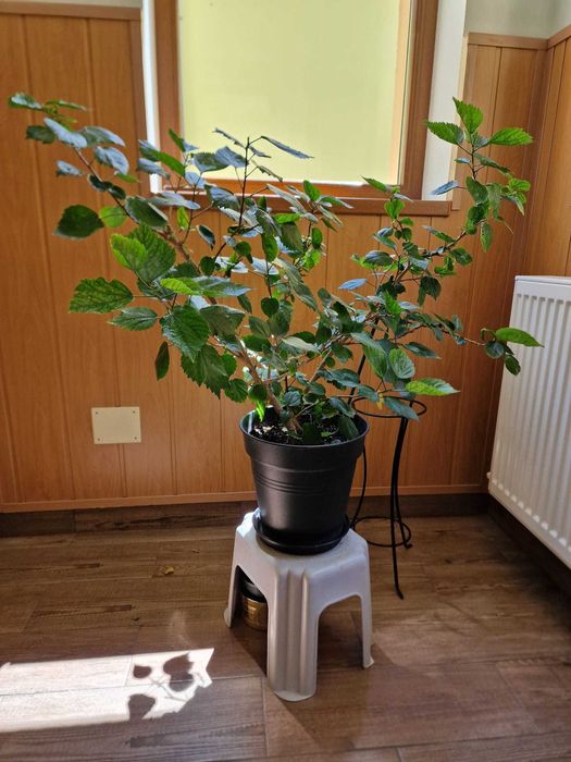 Trandafir japonez in ghiveci - aprox 80 cm