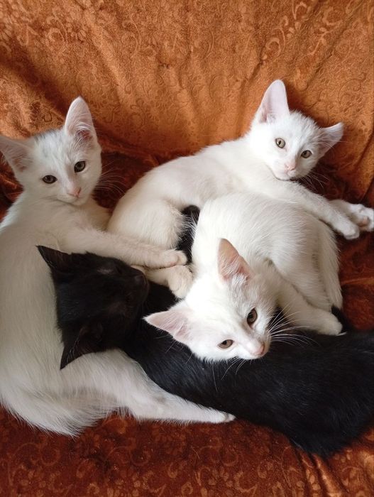 Котята в хорошие руки
