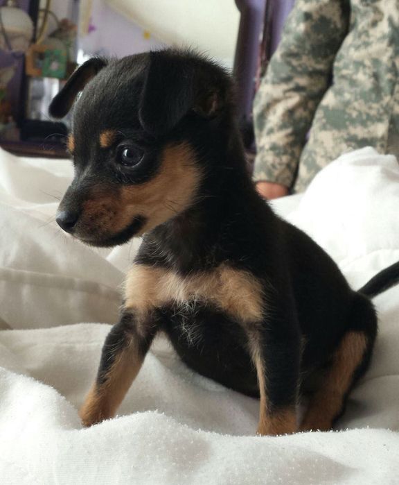 Продаются щенки Пинчера!