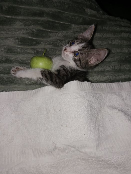 Подросший мальчик под кастрацию