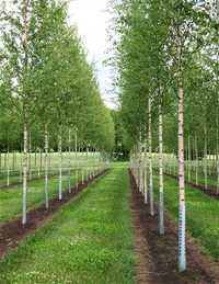 Mesteacan cu coaja alba 2m - 7m  ( betula pendula ) copaci ornamentali