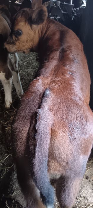 Viței Din Monta De Carne(Angus)