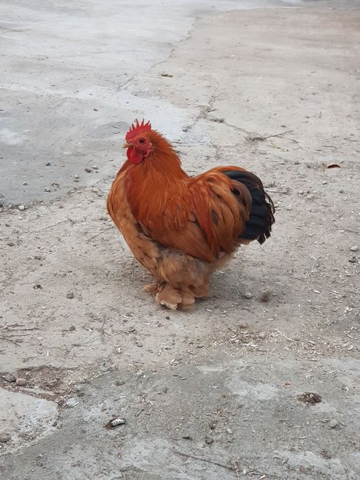 Cocoși cochinchina