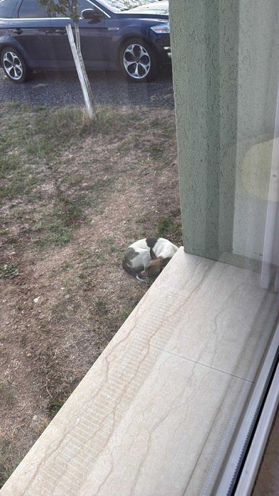 Pami – cățelușă blândă și iubitoare caută familie