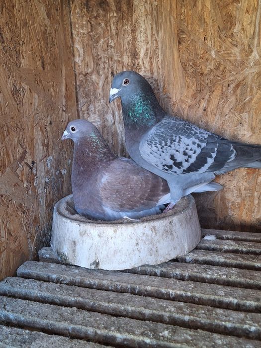 Vand Ceas Benzing G2 complet + zburati si de matca cu pedigree