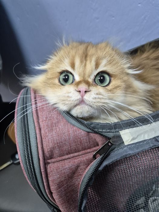 Золотая шиншилла