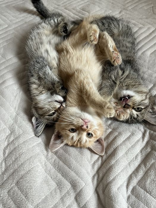 Отдаю котят! В хорошие руки!