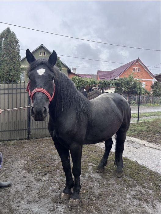 Vând iapă blandă si tânară.