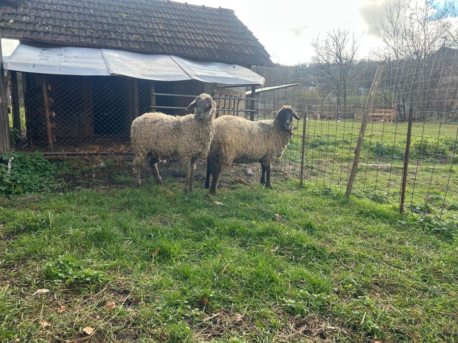 Berbec carabas si tapi alpin francez si metis sannen