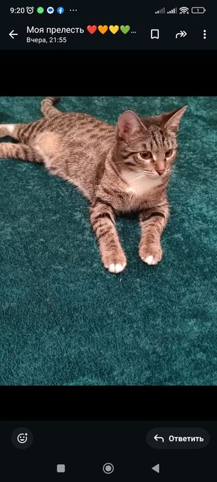 Отдам даром кошка