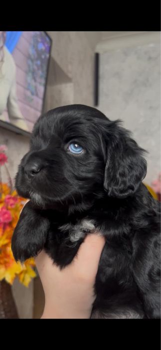 щенки спаниель ПРОДАМ