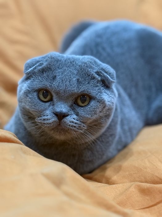 Плюшевая девочка дорого