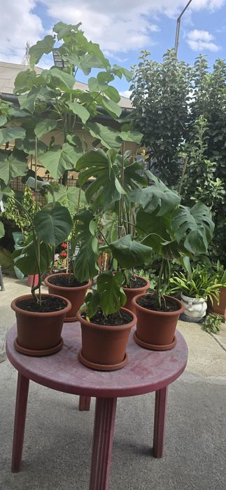 De vânzare monstera deliciosa