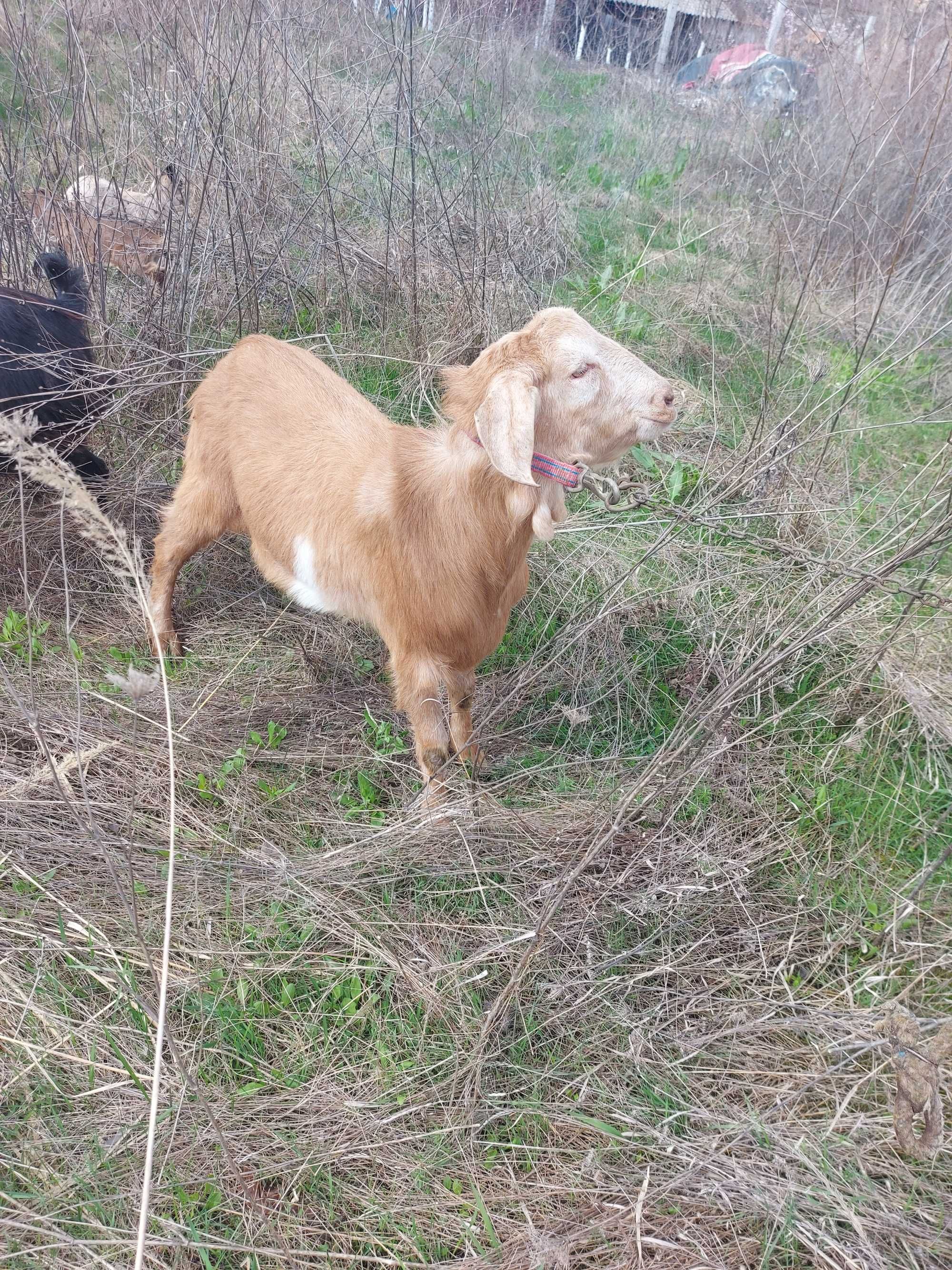 Vând țap anglonubian rasă pură