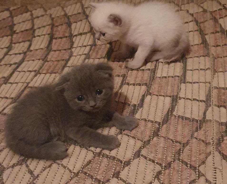 Продам! Котята скотиш фолд, страйт!