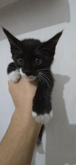 Котёнок кошка отдам даром