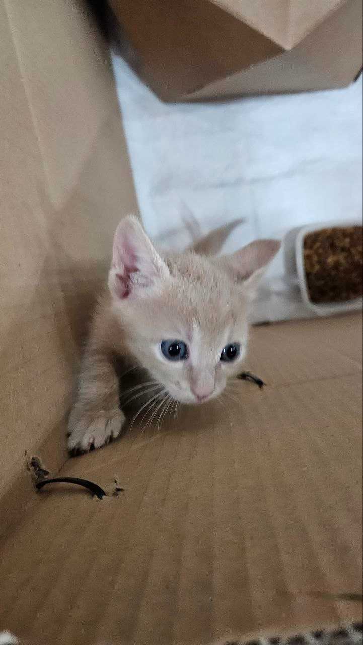 5 котенца търсят дом, хранят се самостоятелно, 4 момчета и 1 момиче