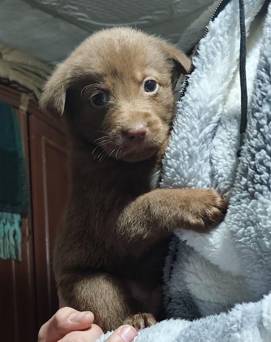 Продаются Лабрадоры