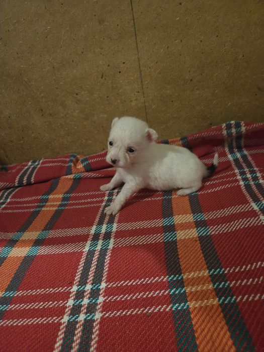 Померан - мини шпиц 3кг.