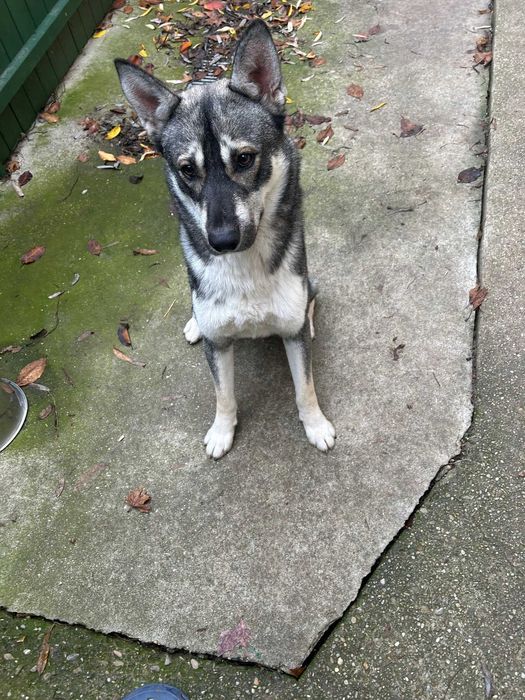 Donez metis Husky – afectuos și prietenos