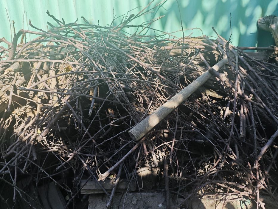 Дрова бесплатно. Отын тегін