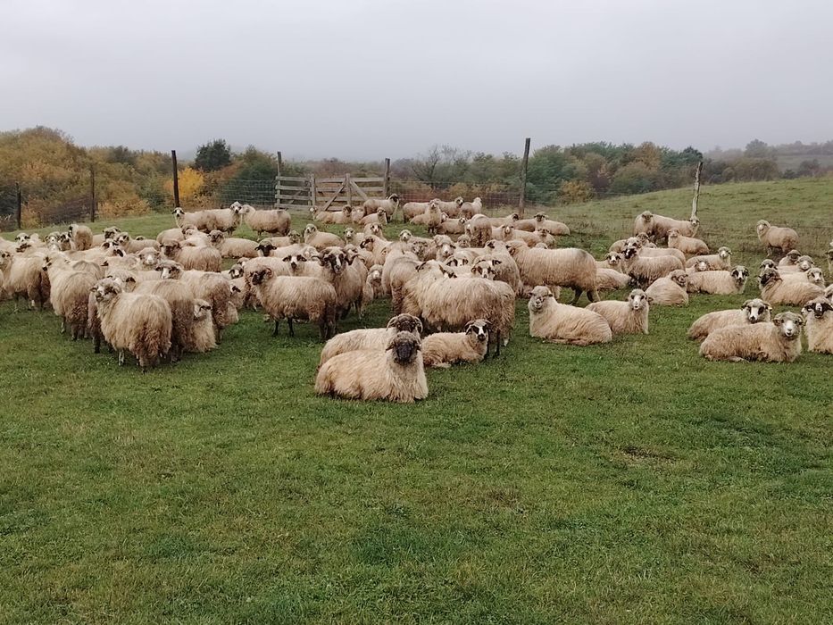 Vand 150 oi turcane frumoase și bune de lapte oi de producție