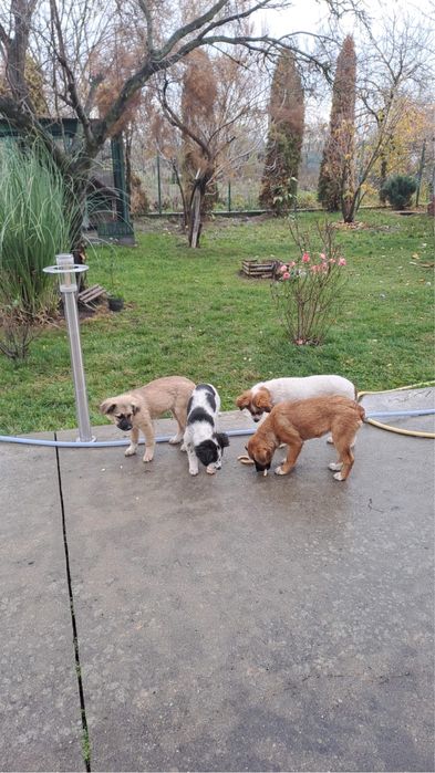 Donez caini vaccinati