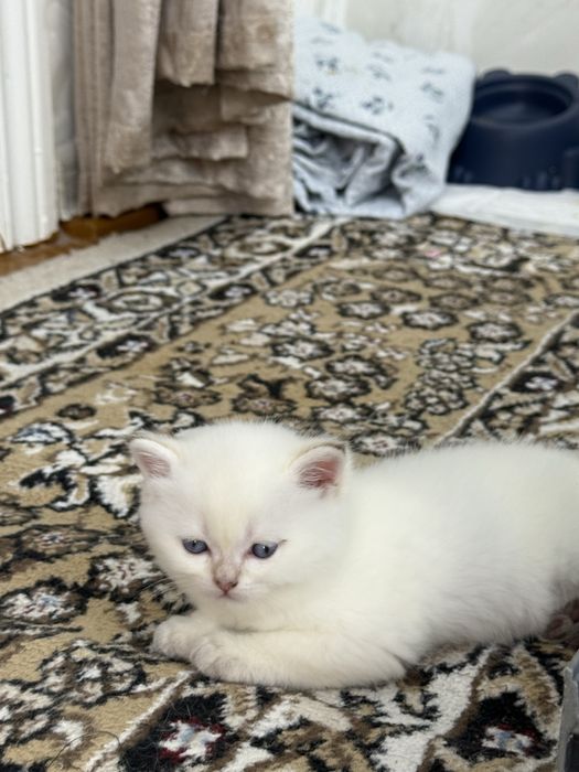 Серебристая шиншилла