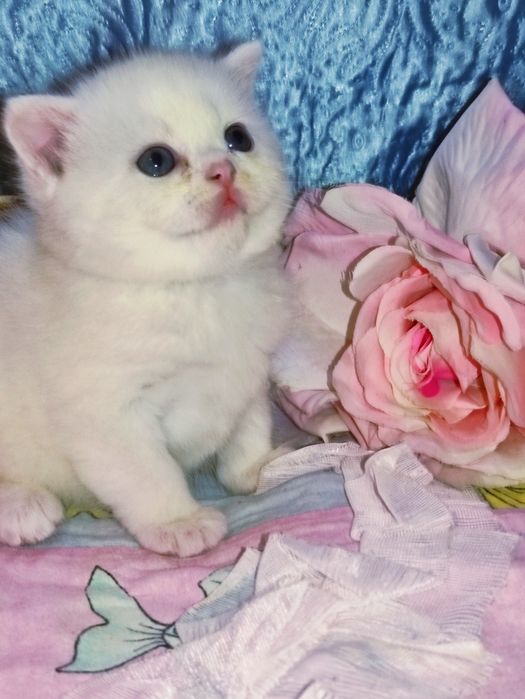 Продается шикарный белоснежный котенок девочка