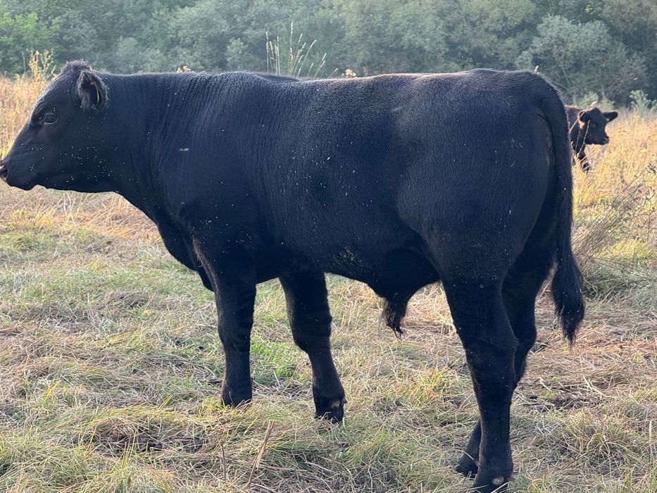 Vand vitei angus